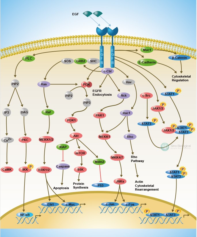 egf信号通路